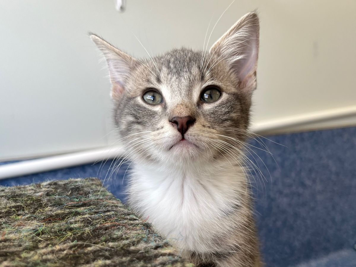 Gallery image: Penelope