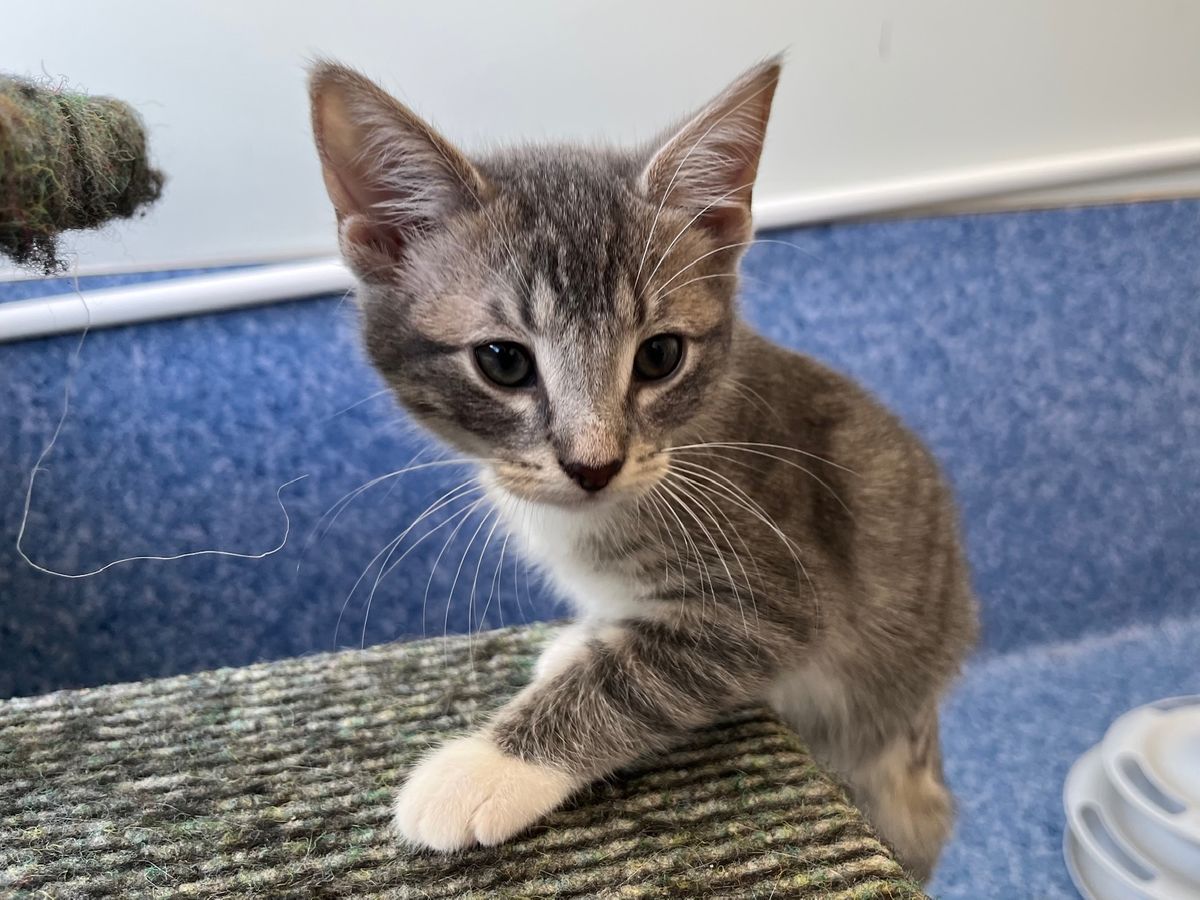 Gallery image: Penelope