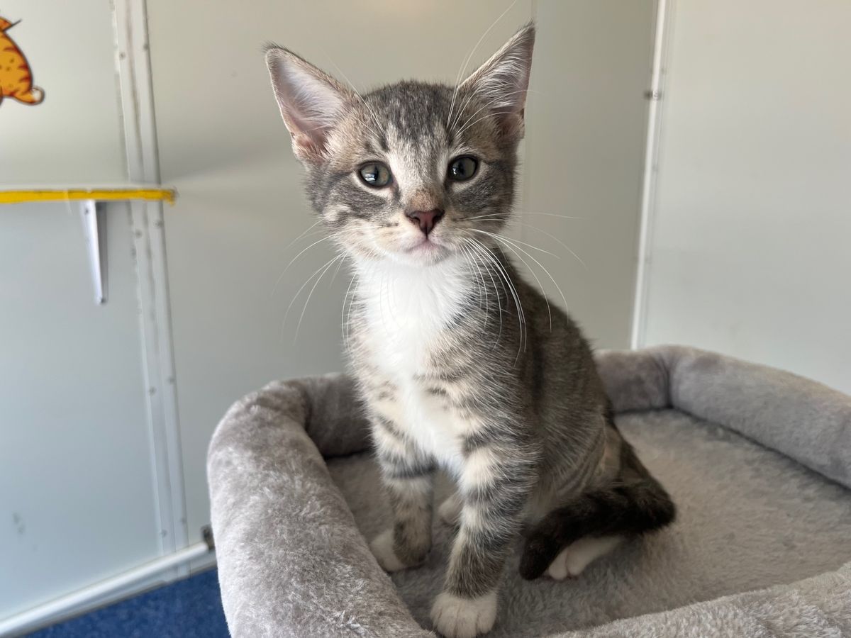 Gallery image: Penelope