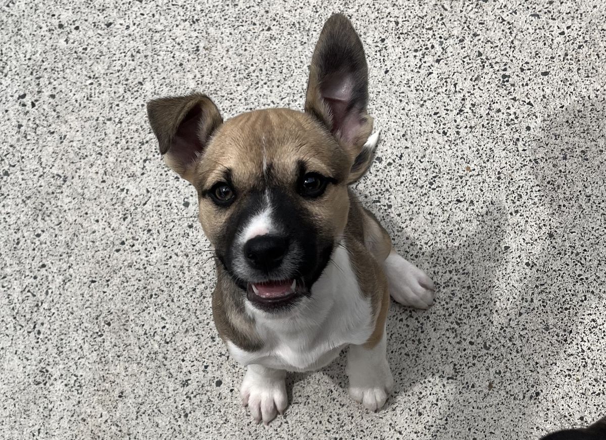 Gallery image: Comet