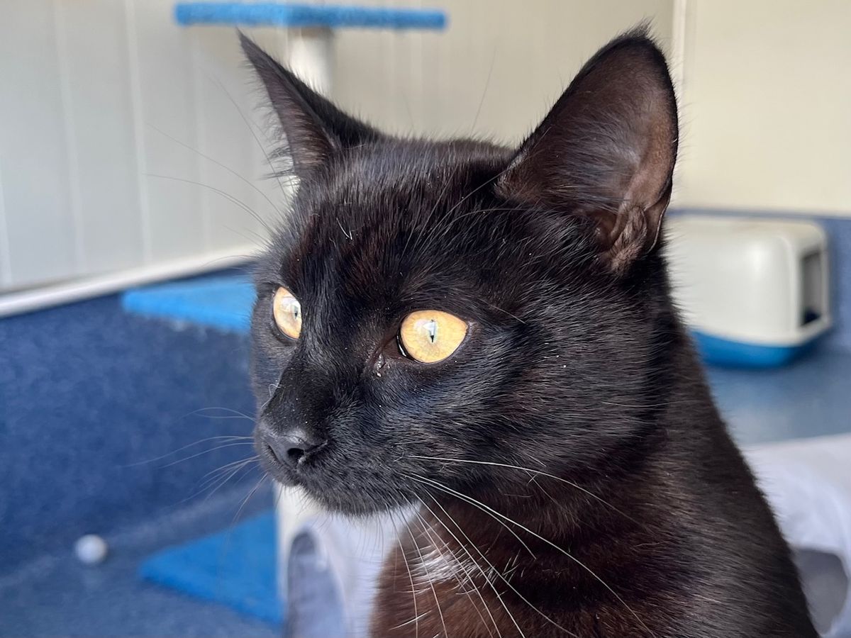 Gallery image: Julian