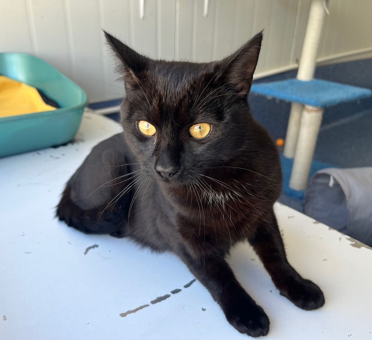 Gallery image: Julian