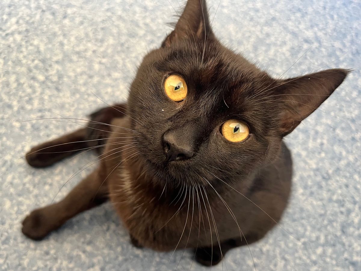 Gallery image: Julian