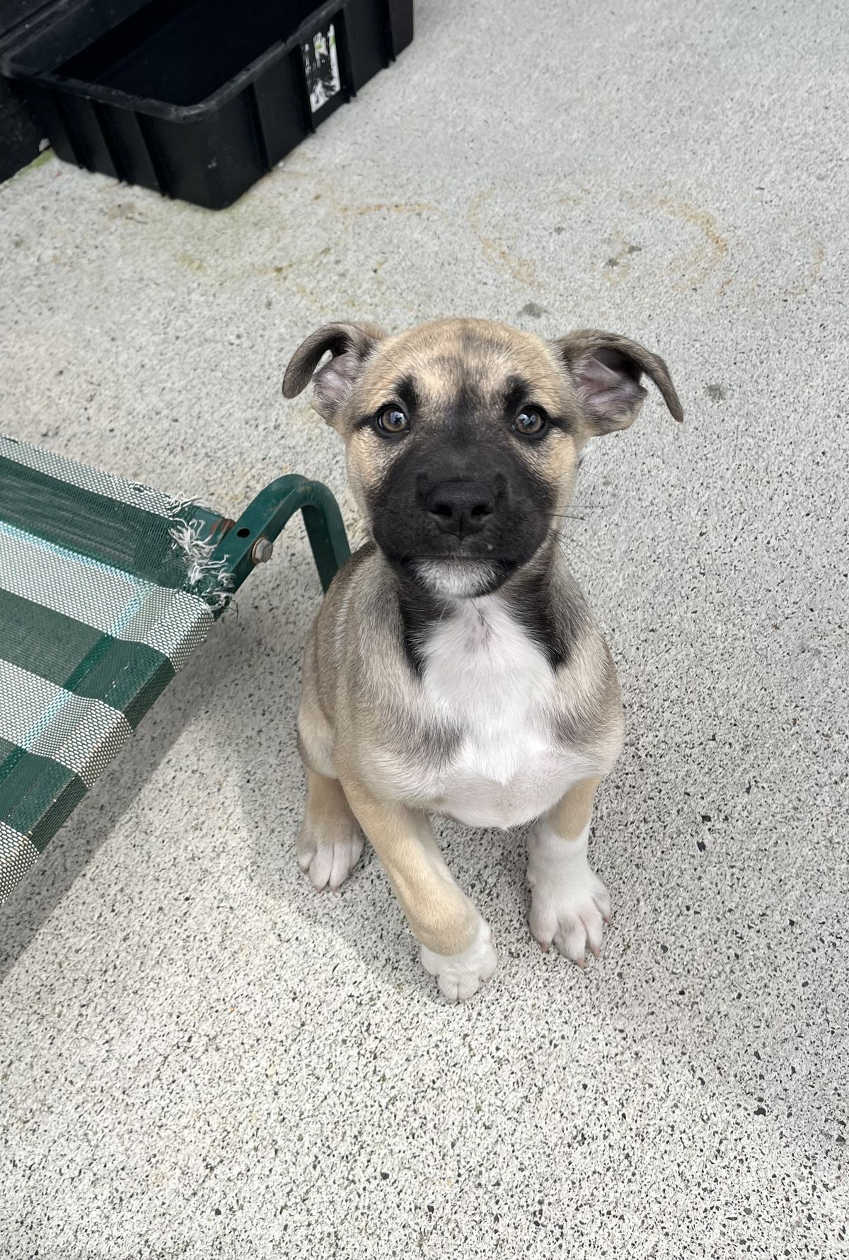 Gallery image: Dasher