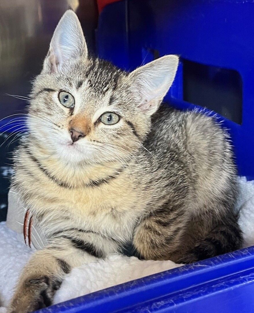 Gallery image: Purrcilla