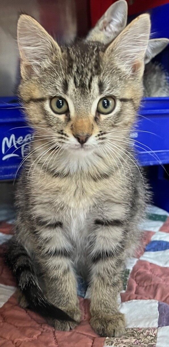 Gallery image: Ludwig