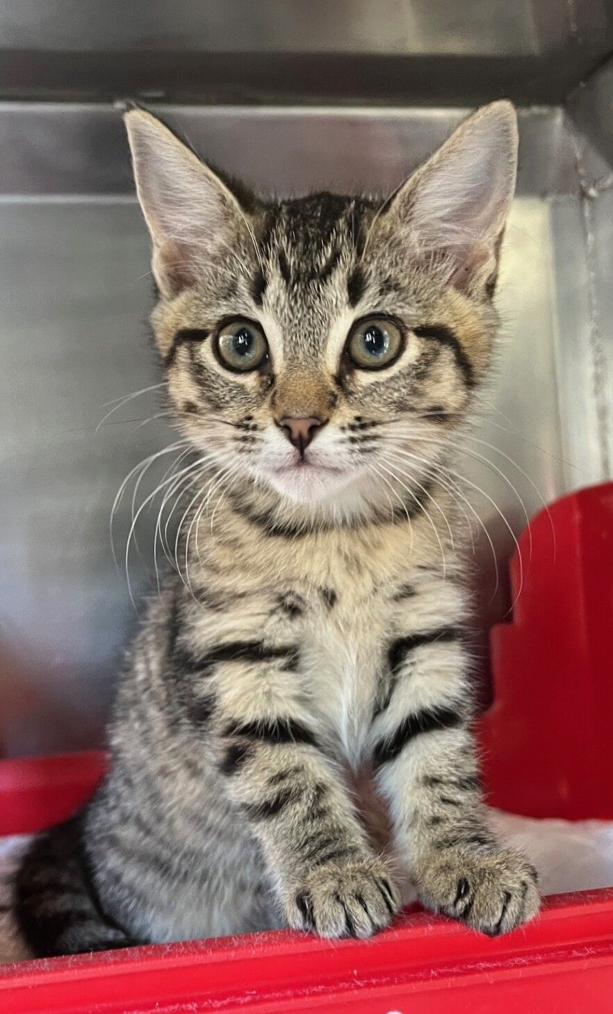 Gallery image: Wolfgang