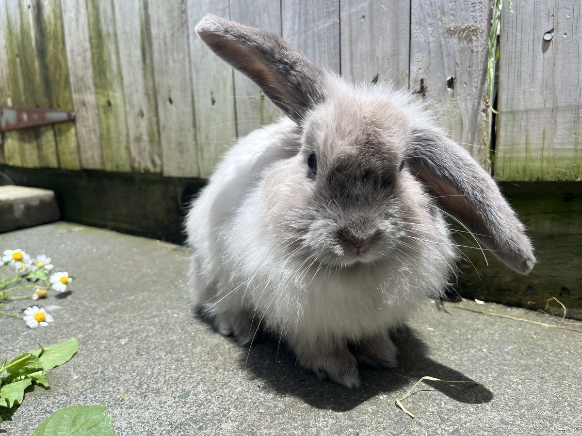 Gallery image: Viola