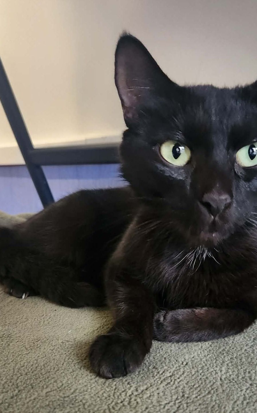 Gallery image: Holly