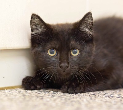 Red  - Domestic Short Hair