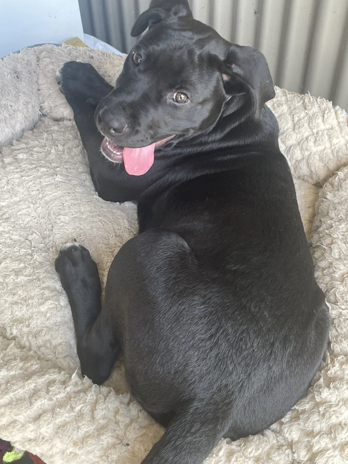 Gallery image: Raven