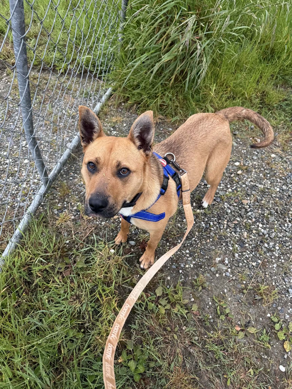 Gallery image: Nacho