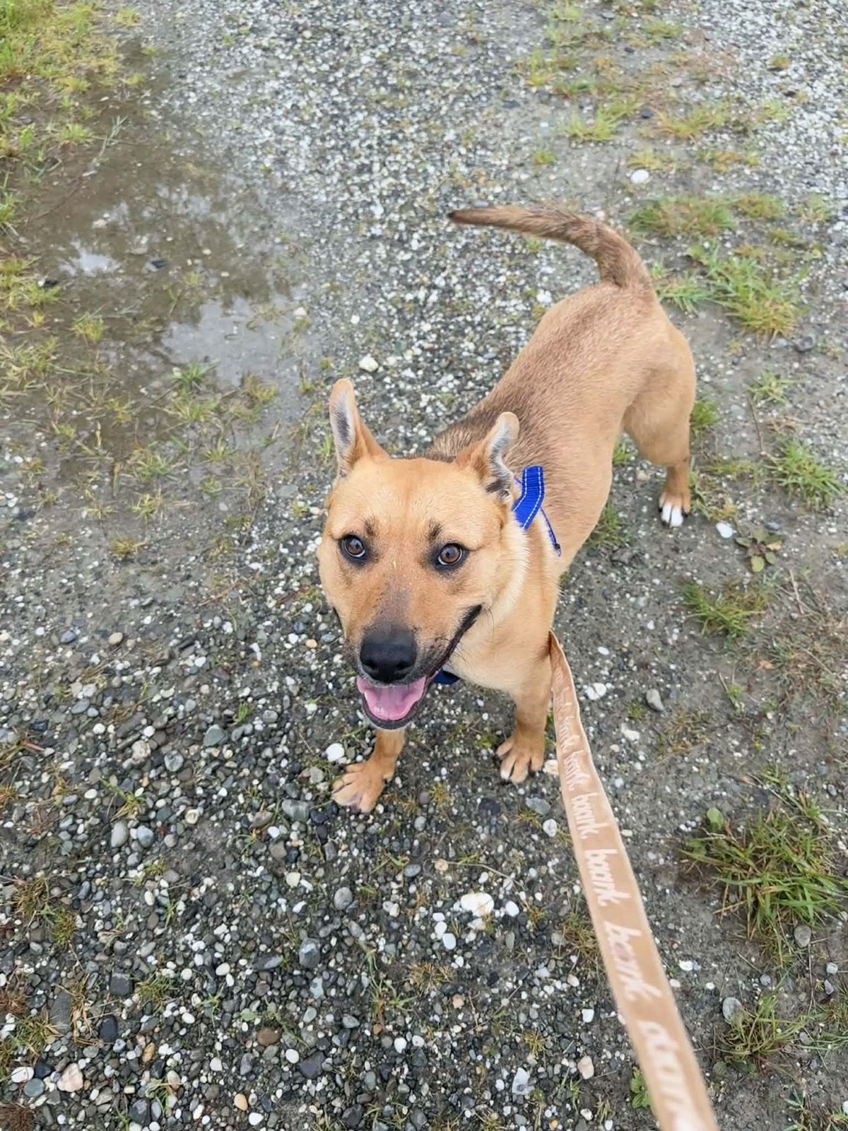 Gallery image: Nacho