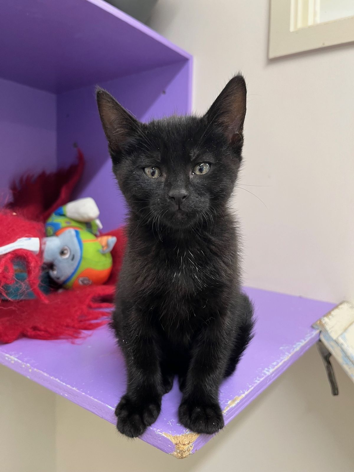 Gallery image: Farah