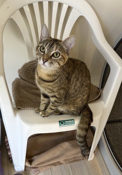 Thelma - Domestic Short Hair