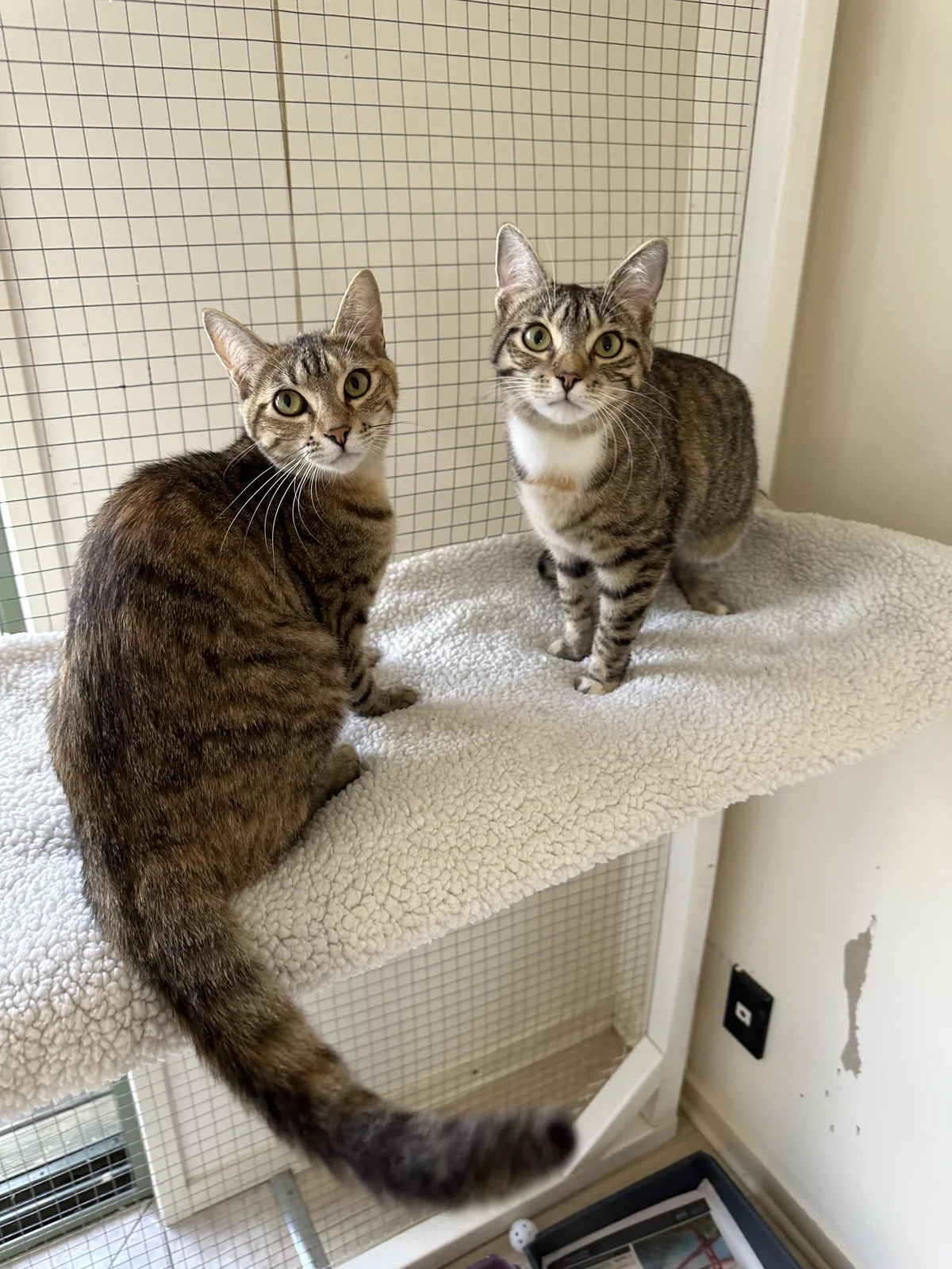 Gallery image: Thelma