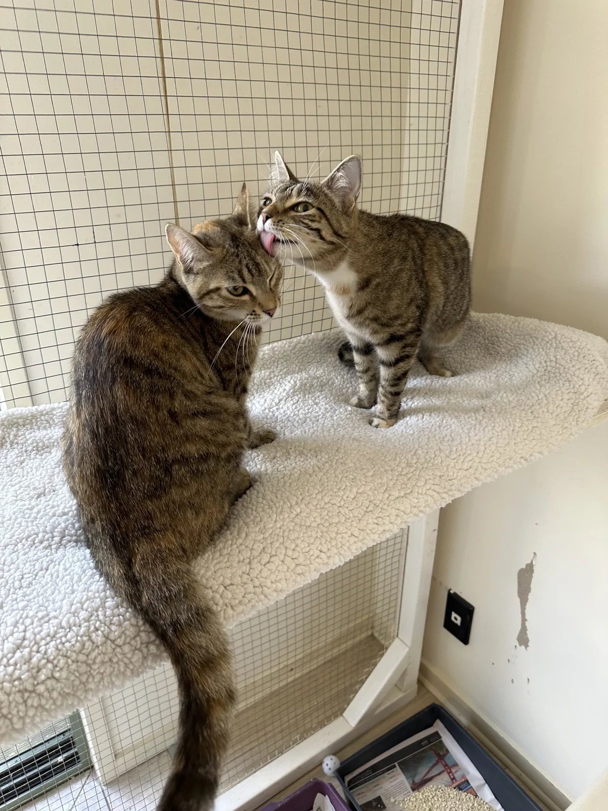 Gallery image: Thelma