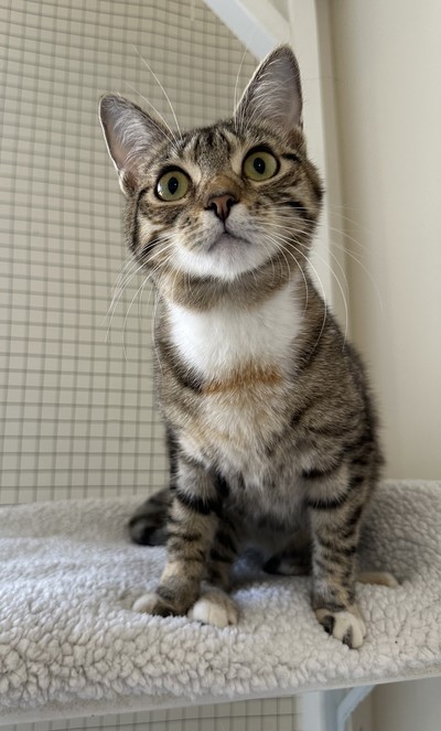 Louise - Domestic Short Hair