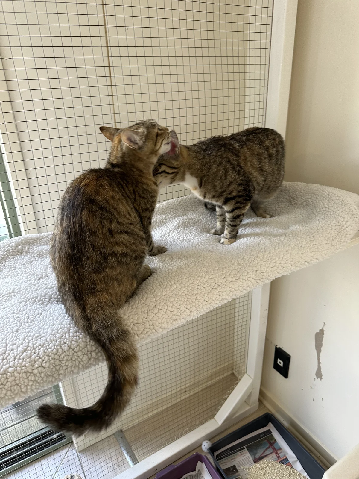 Gallery image: Louise