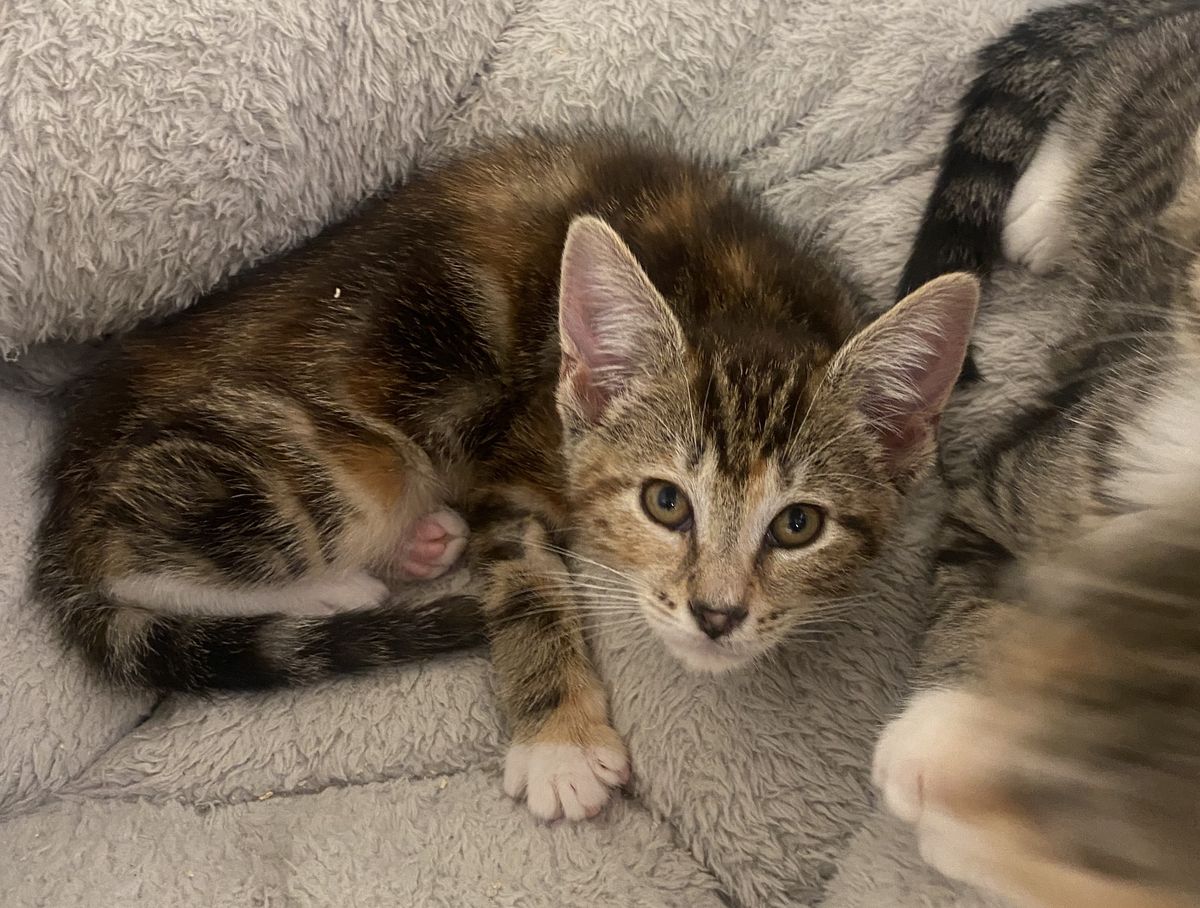 Gallery image: Patty