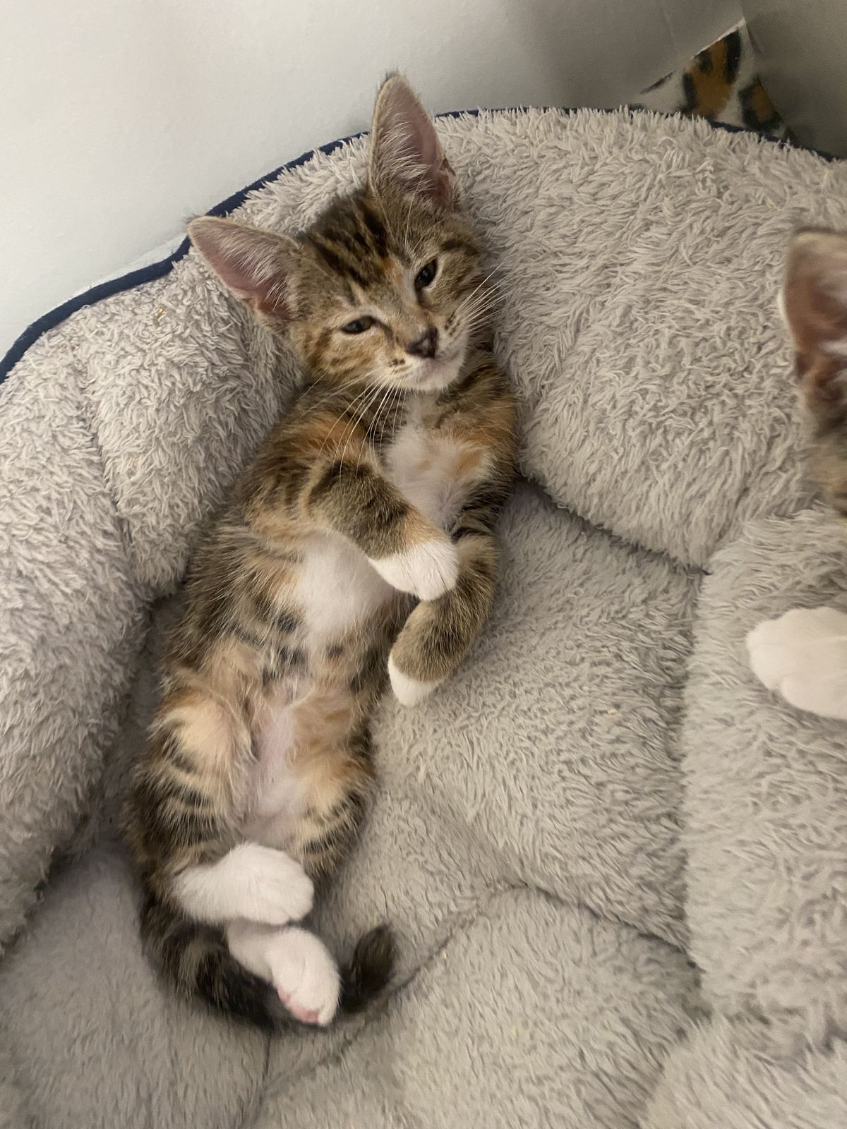 Gallery image: Patty