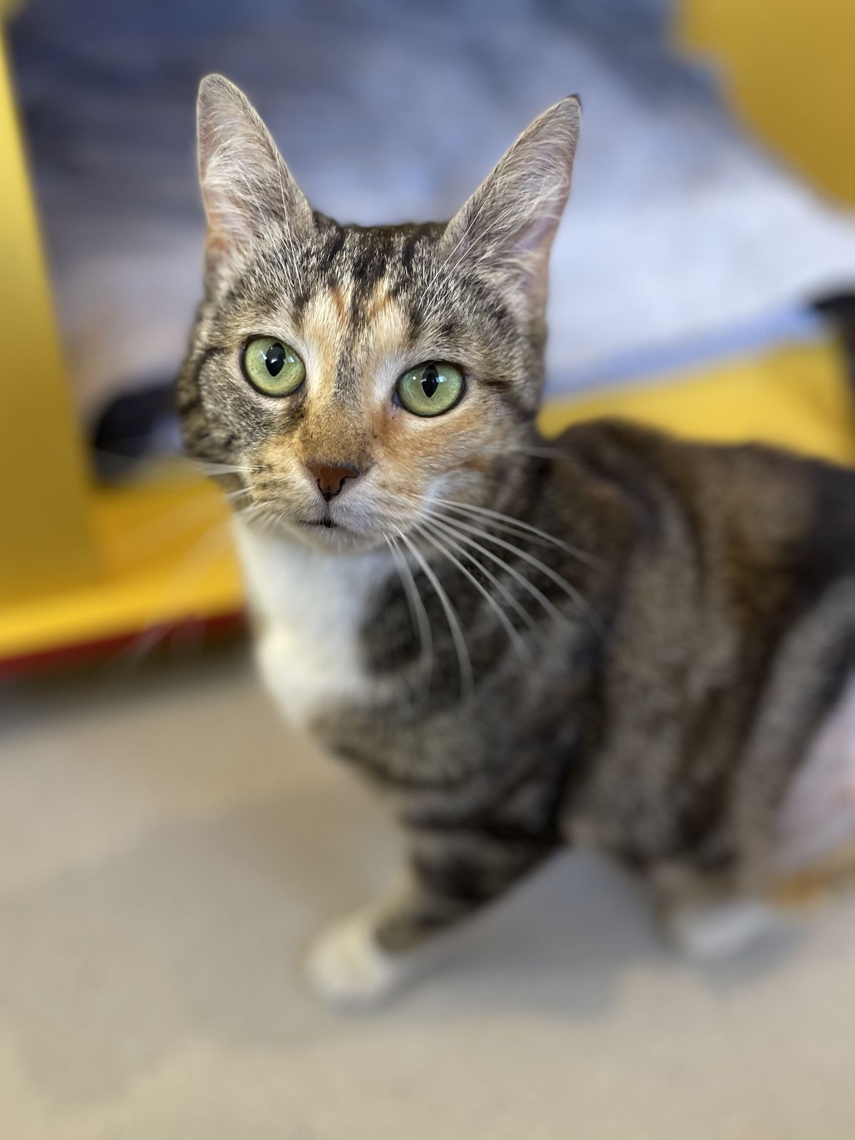 Gallery image: Krissy