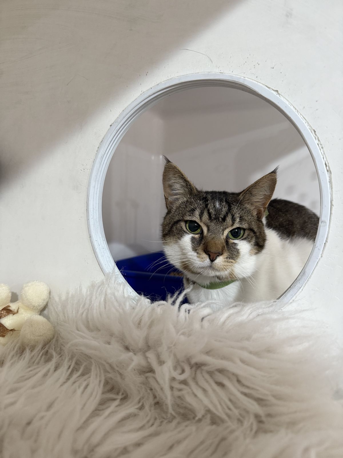 Gallery image: Mo Mo