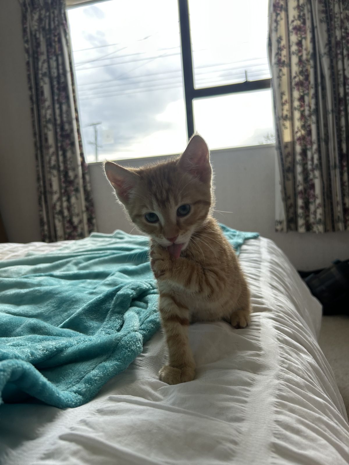 Gallery image: Jasper