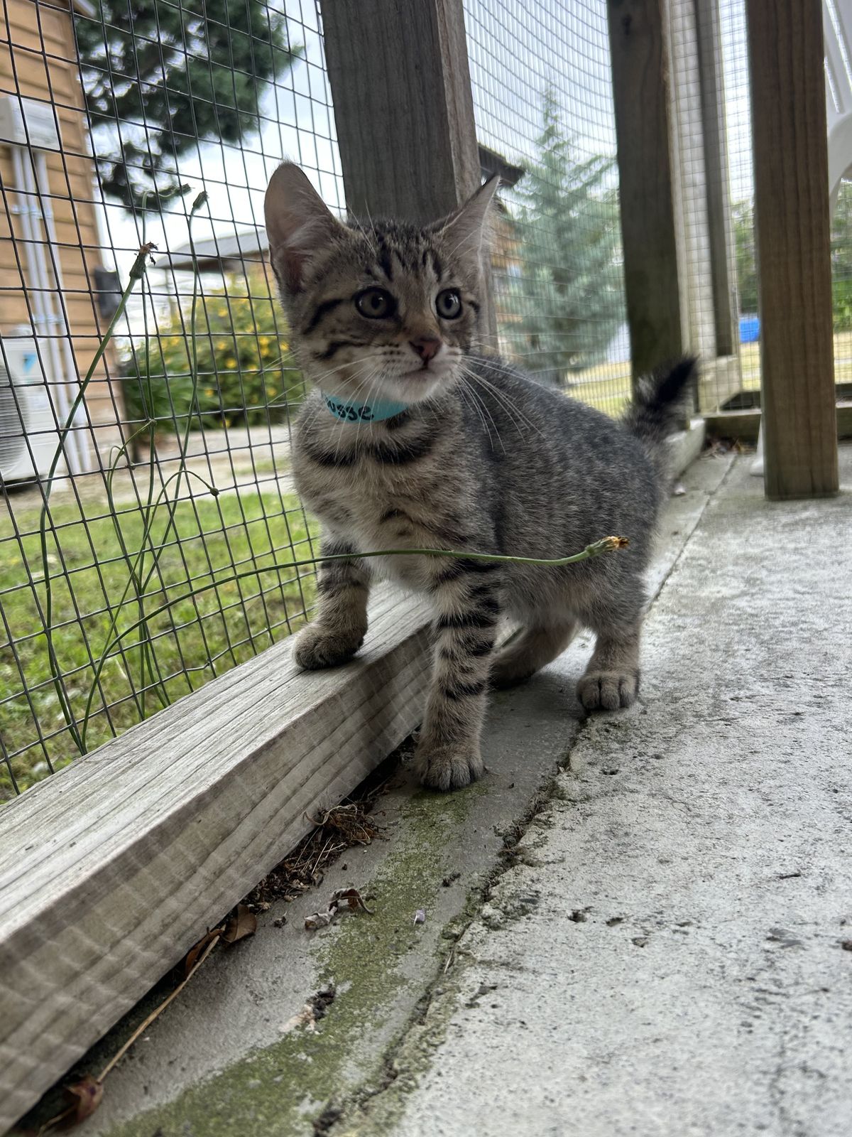 Gallery image: Mousse