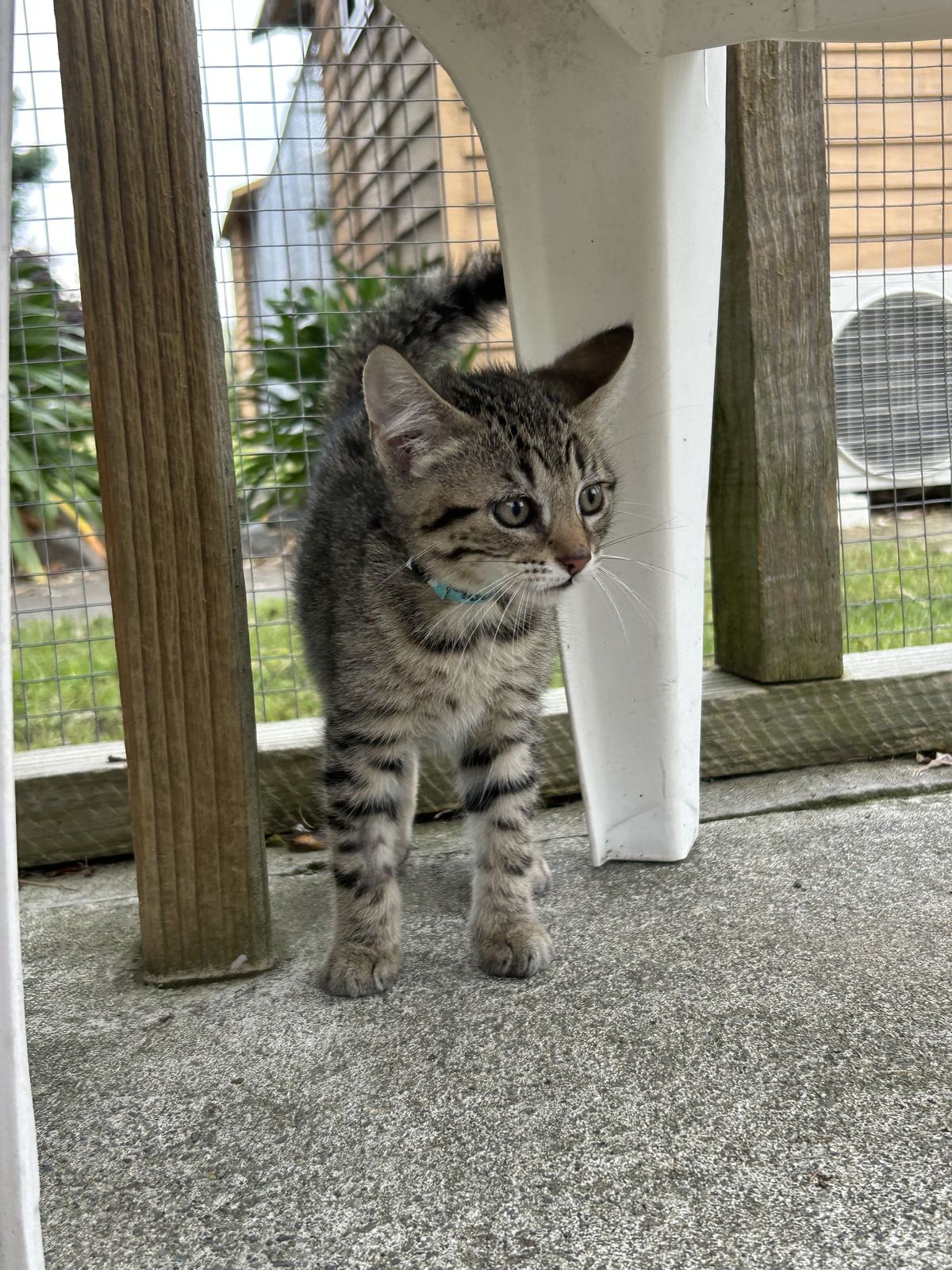 Gallery image: Mousse