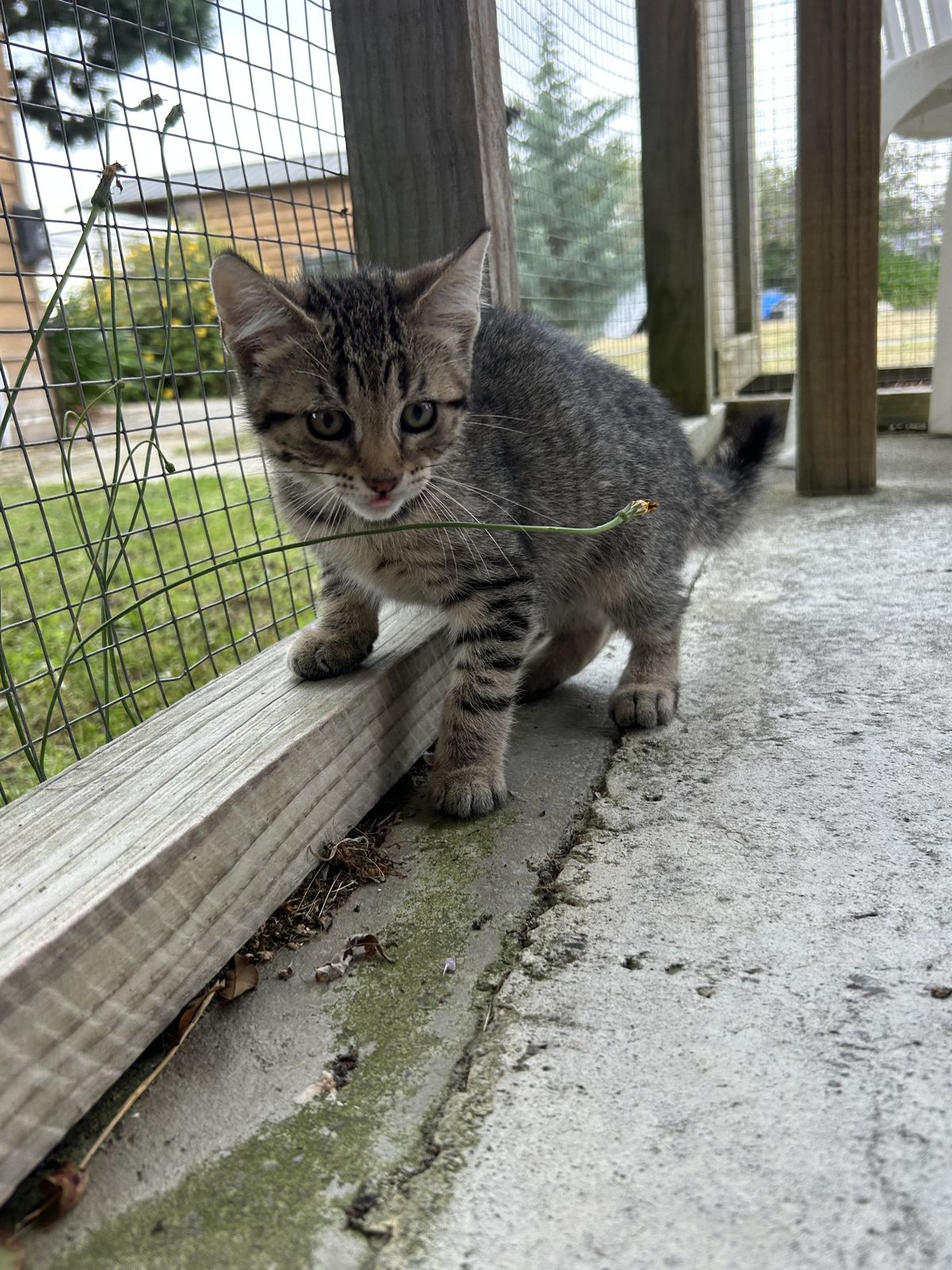 Gallery image: Mousse