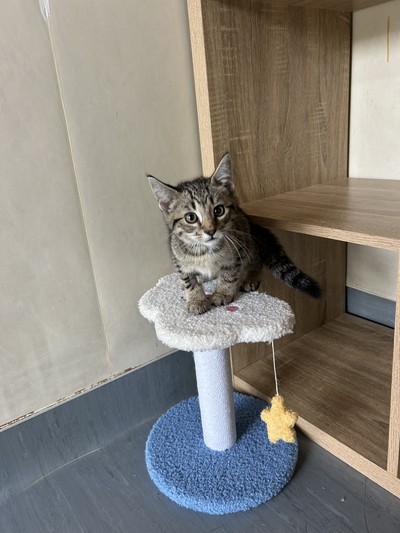 Marshmallow - Domestic Short Hair