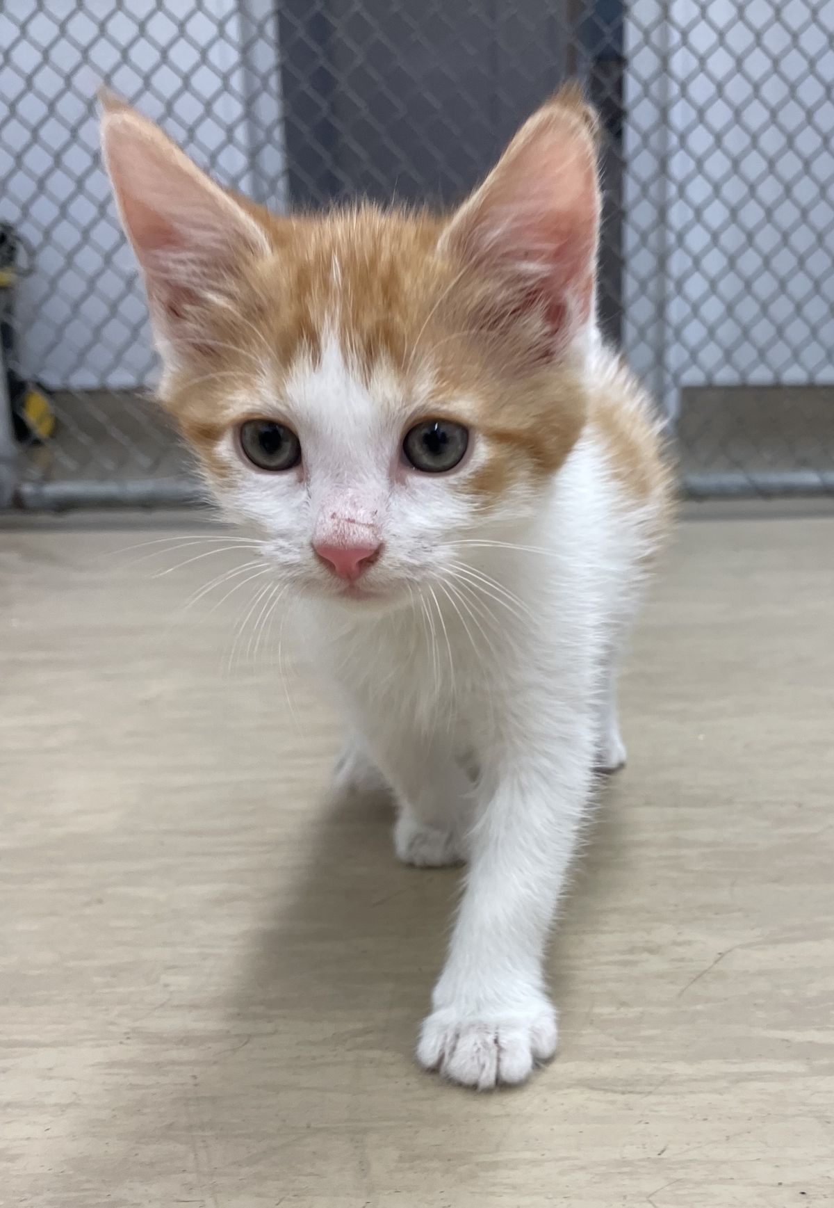 Gallery image: Julian