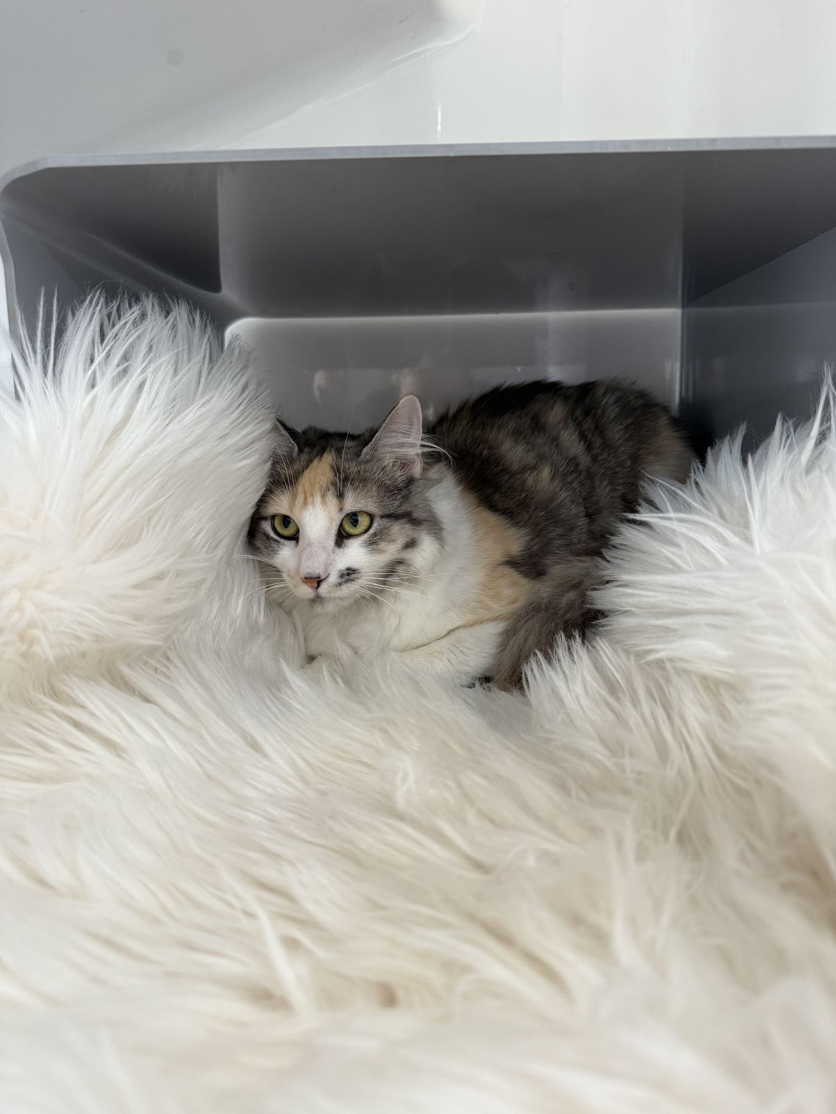 Gallery image: Cleopatra