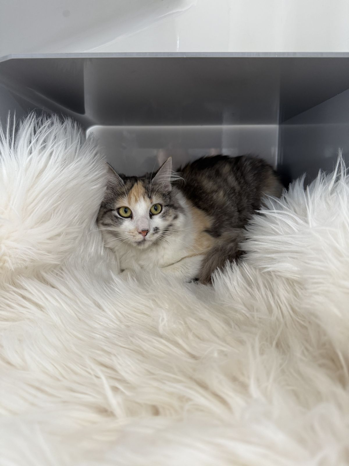 Gallery image: Cleopatra