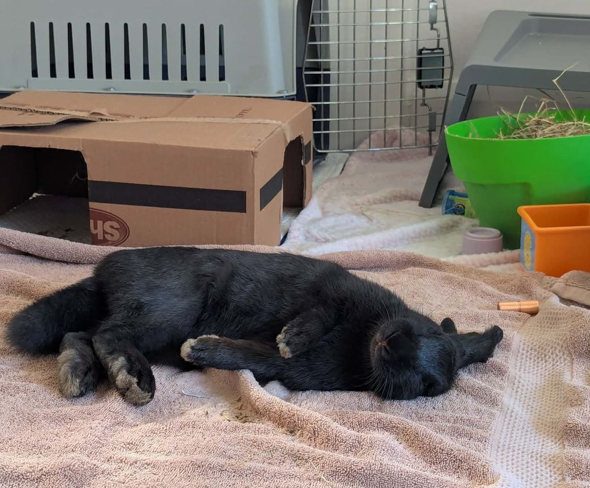 Gallery image: Arina