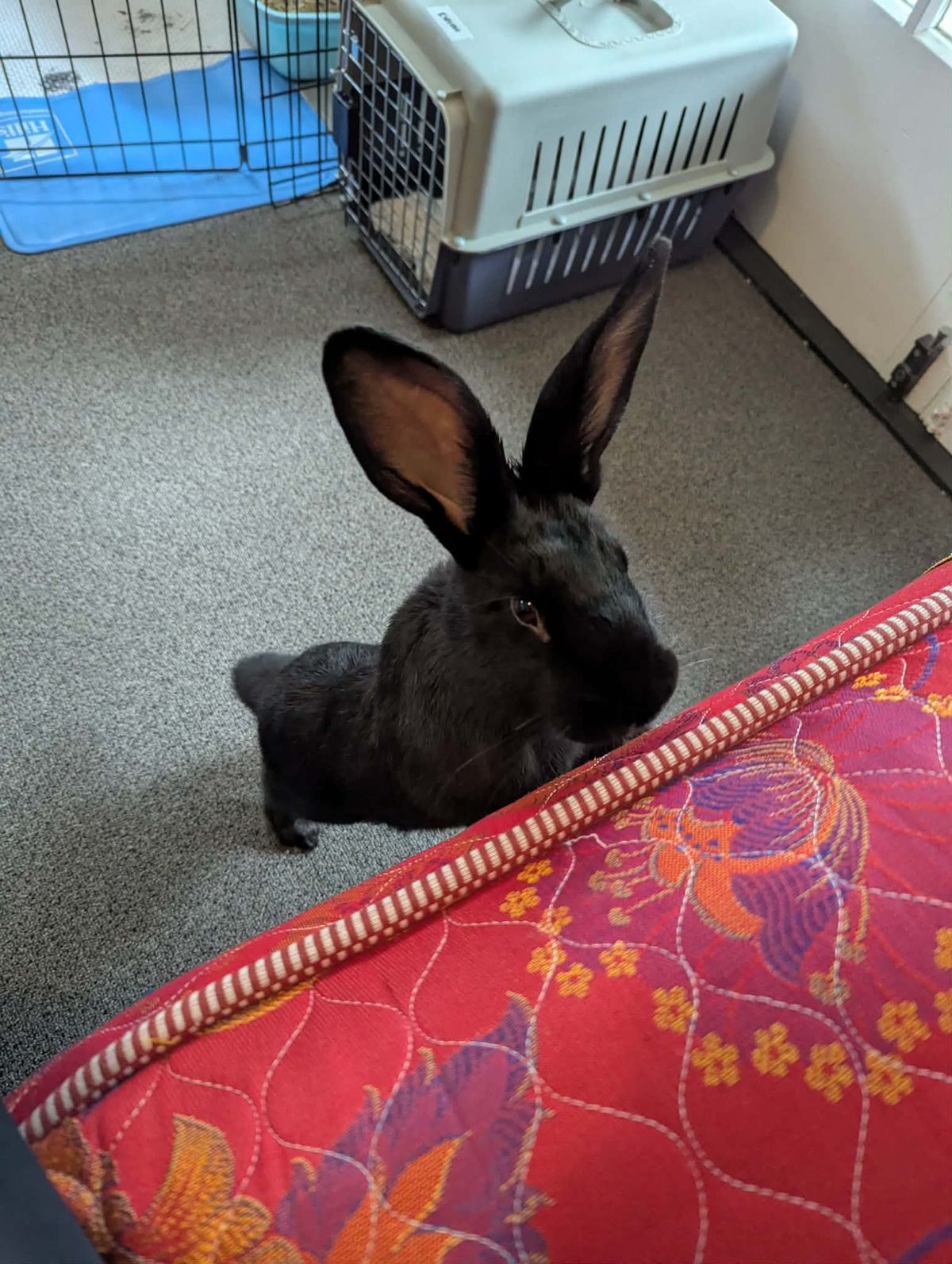 Gallery image: Arina