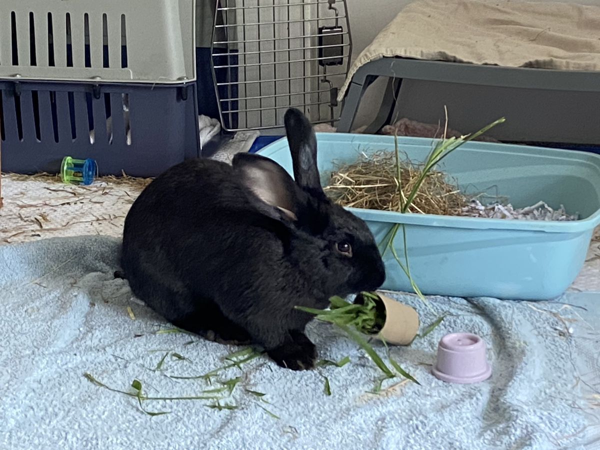 Gallery image: Arina