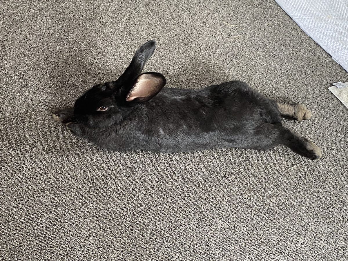 Gallery image: Arina