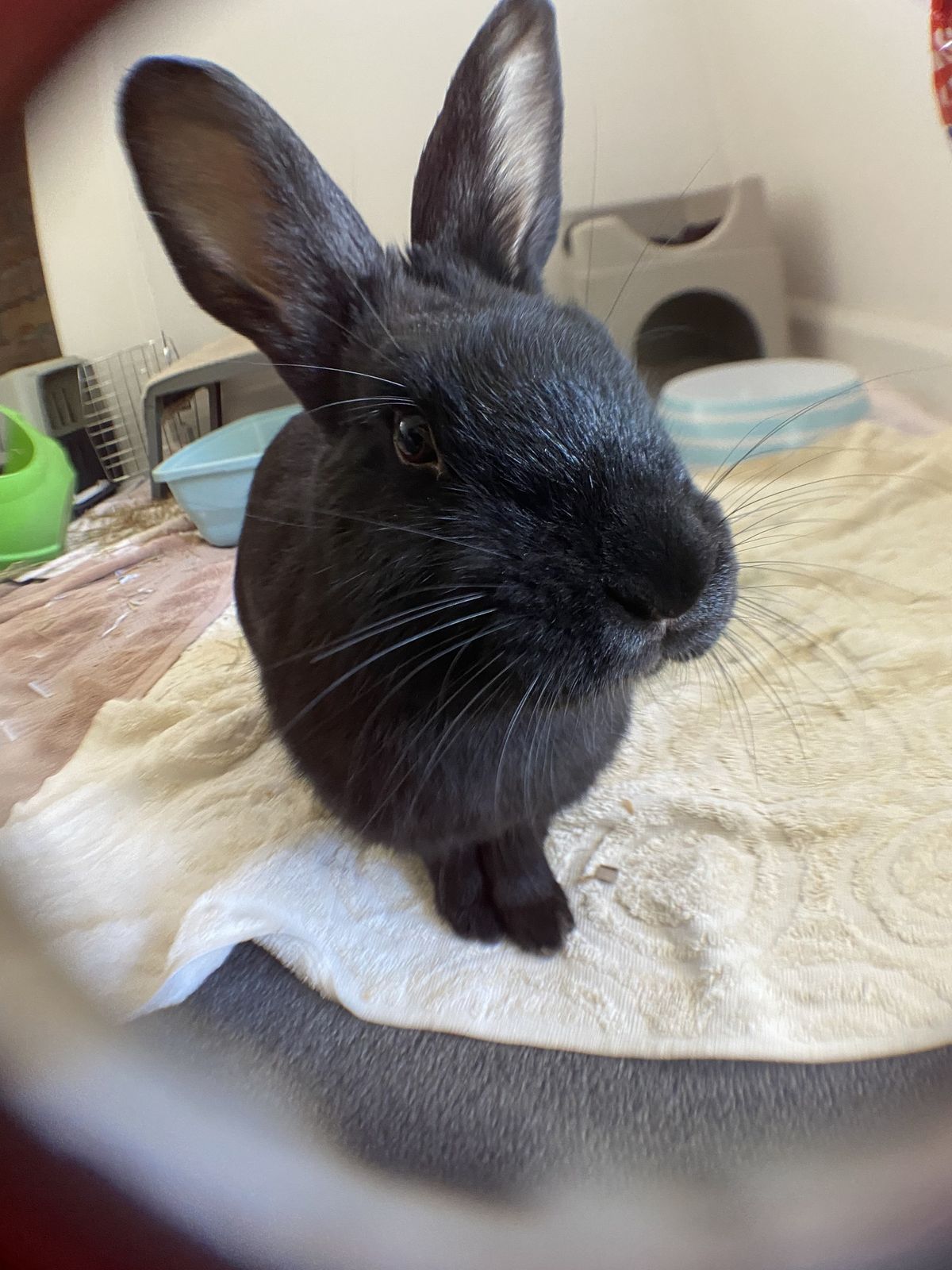 Gallery image: Arina