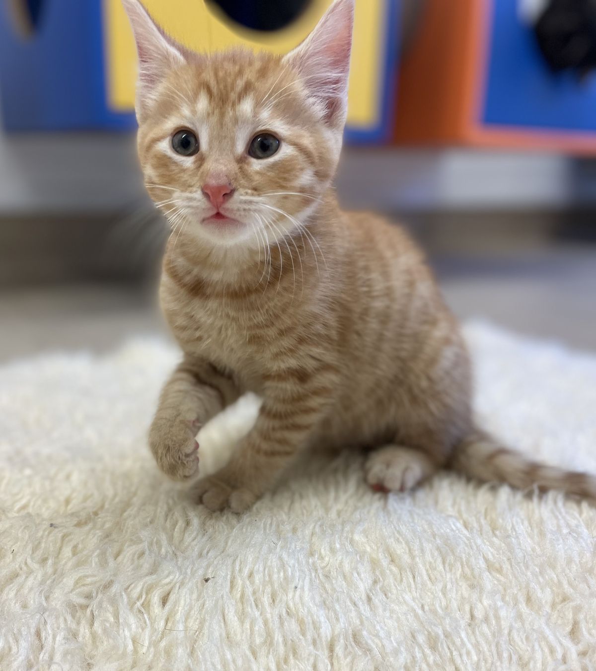 Gallery image: Jager