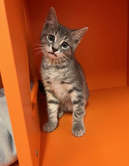 Gallery image: Clyde