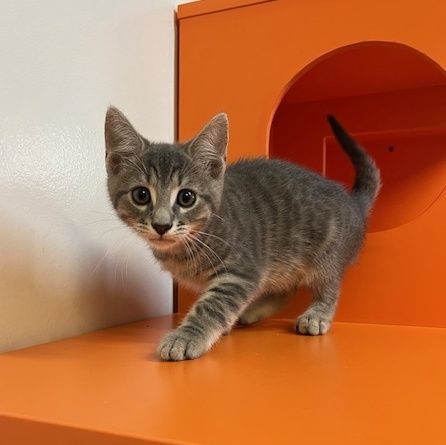 Gallery image: Clyde