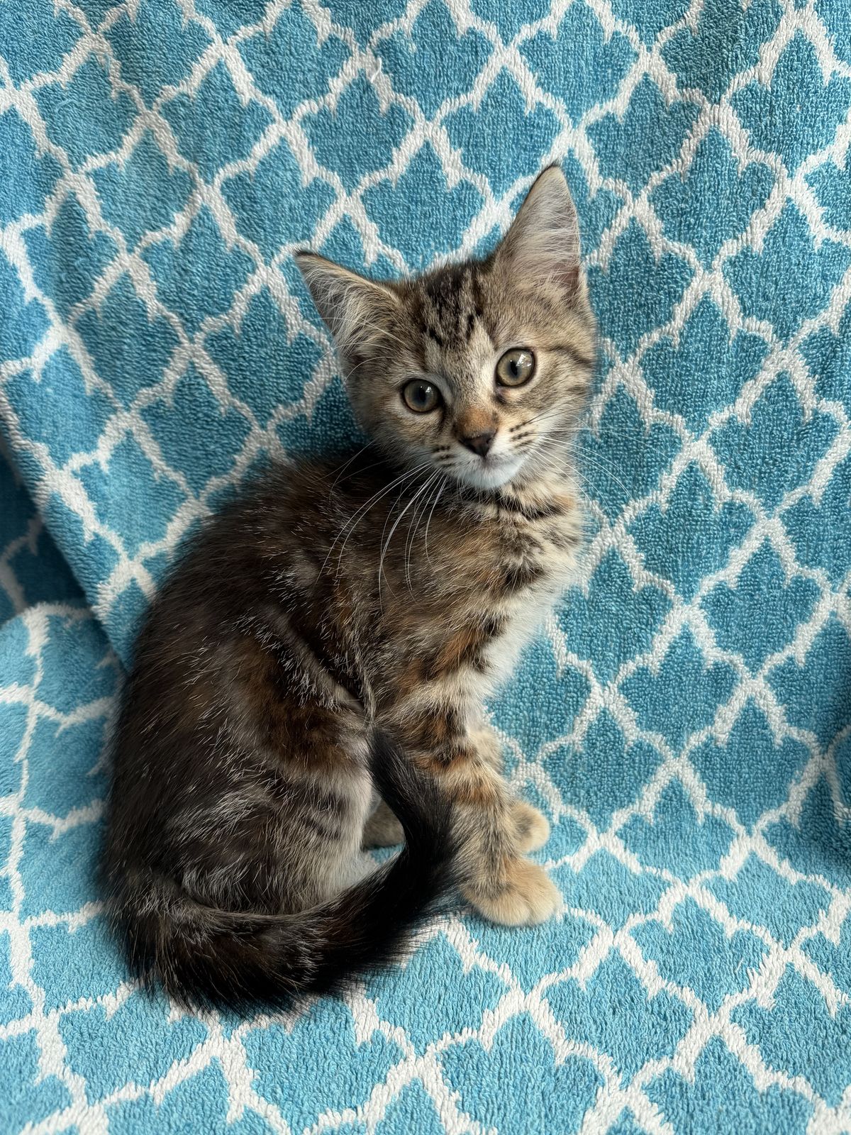 Gallery image: Monica