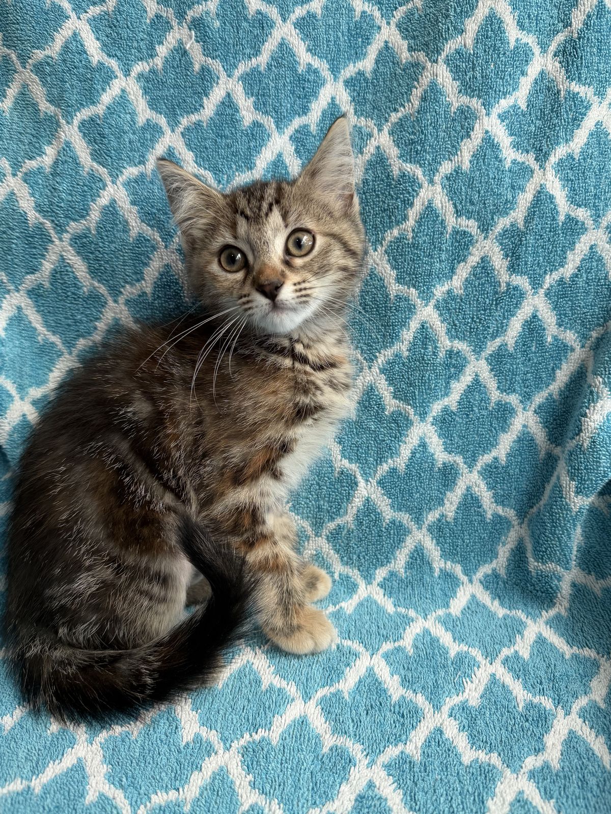 Gallery image: Monica