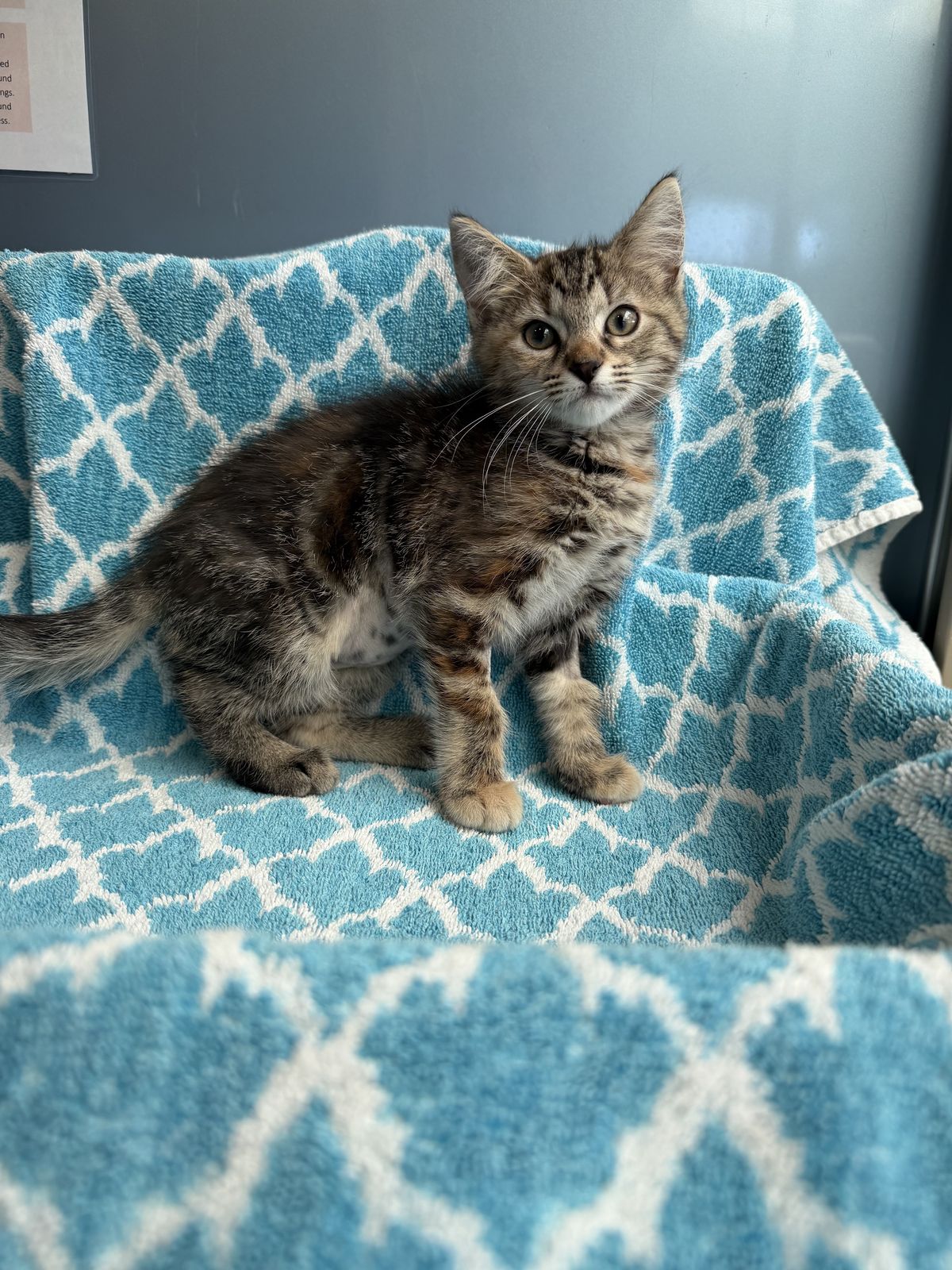 Gallery image: Monica