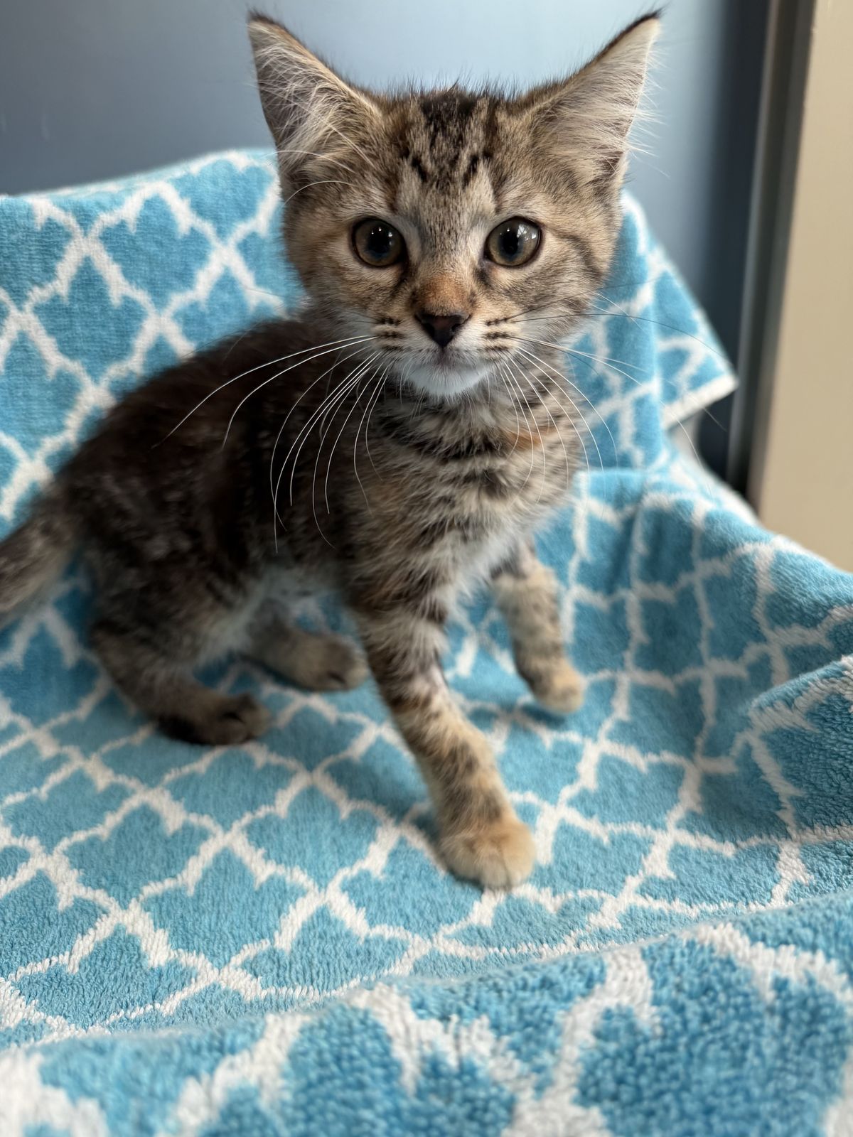 Gallery image: Monica