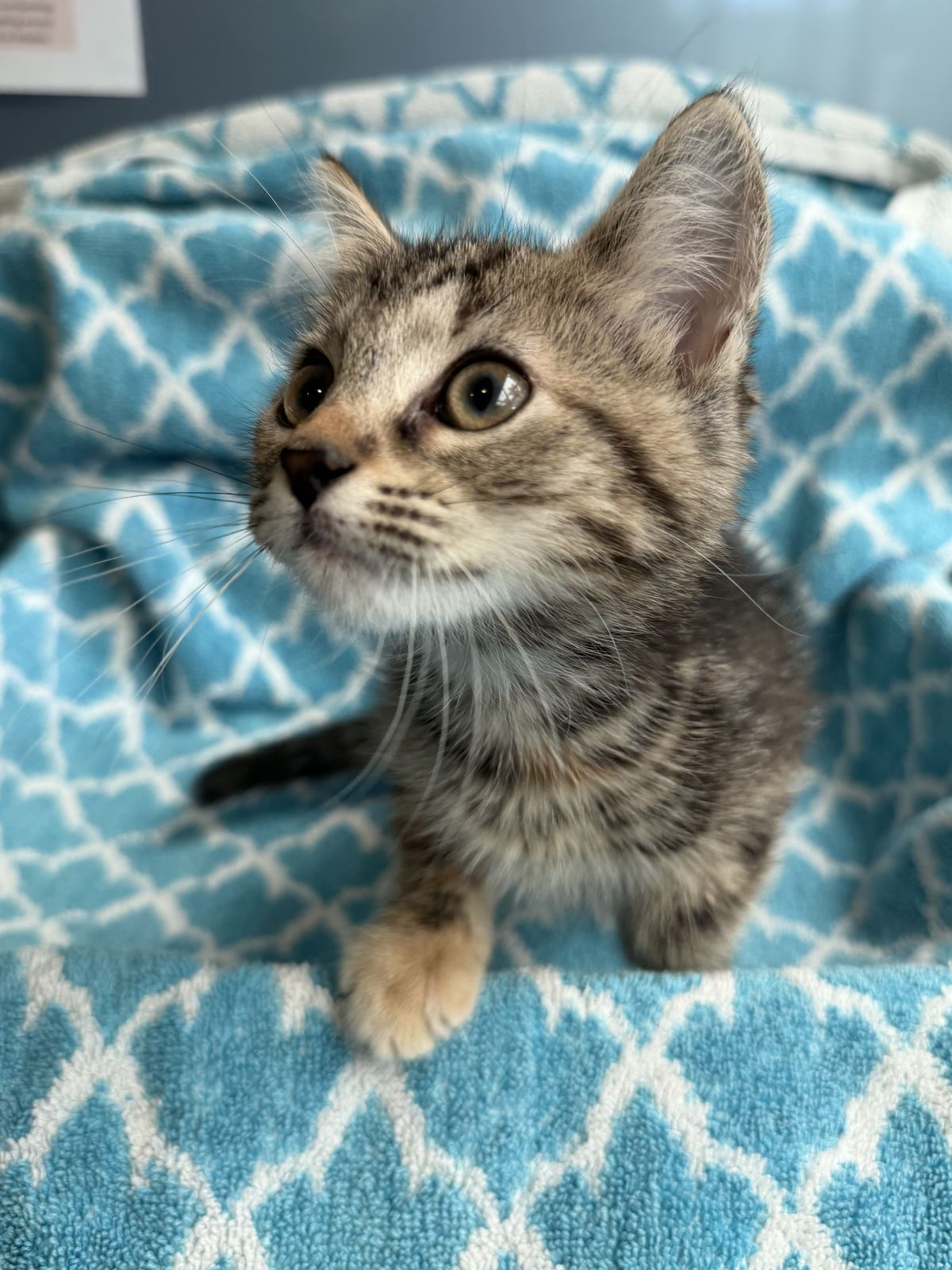 Gallery image: Monica