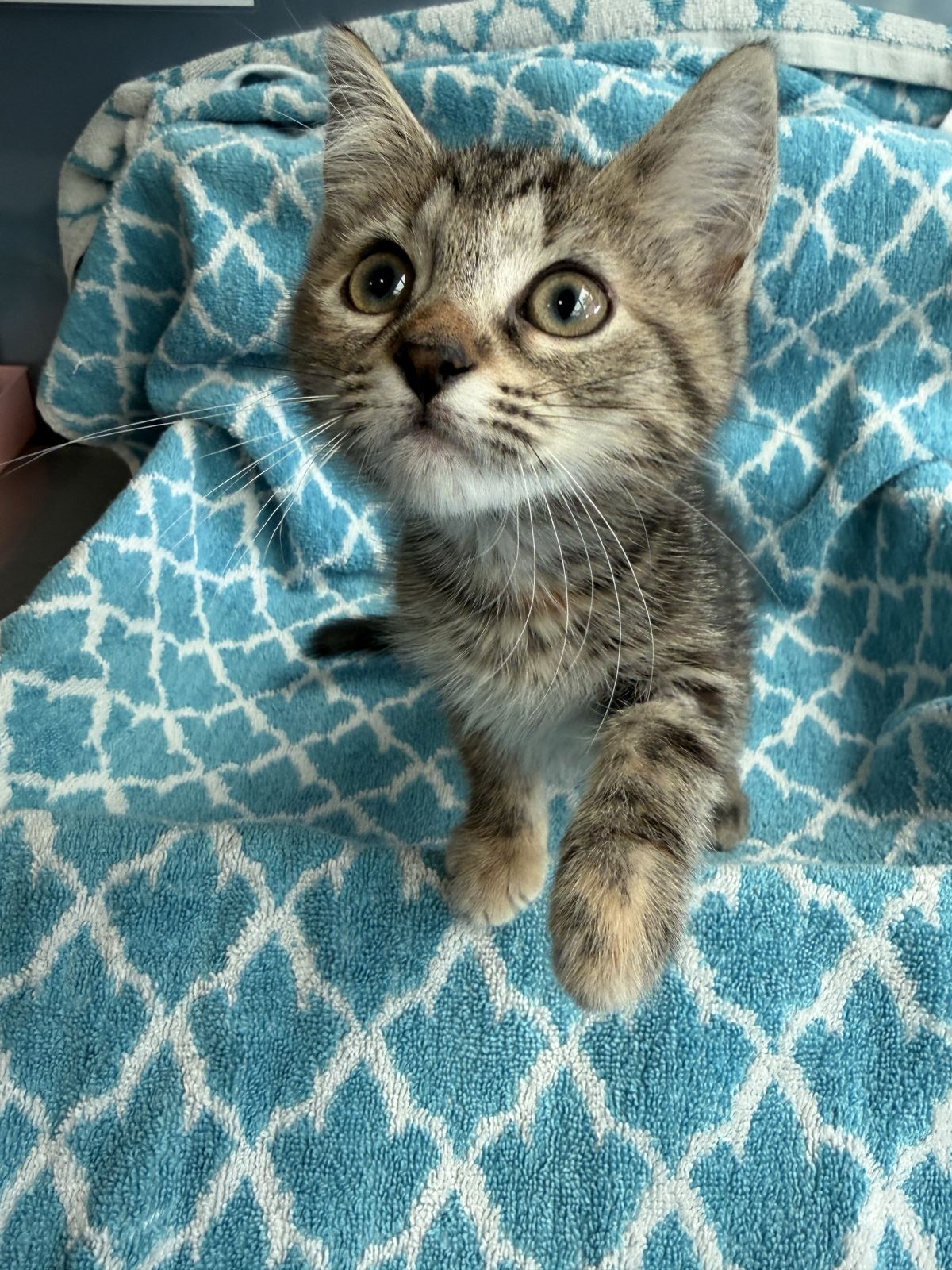 Gallery image: Monica