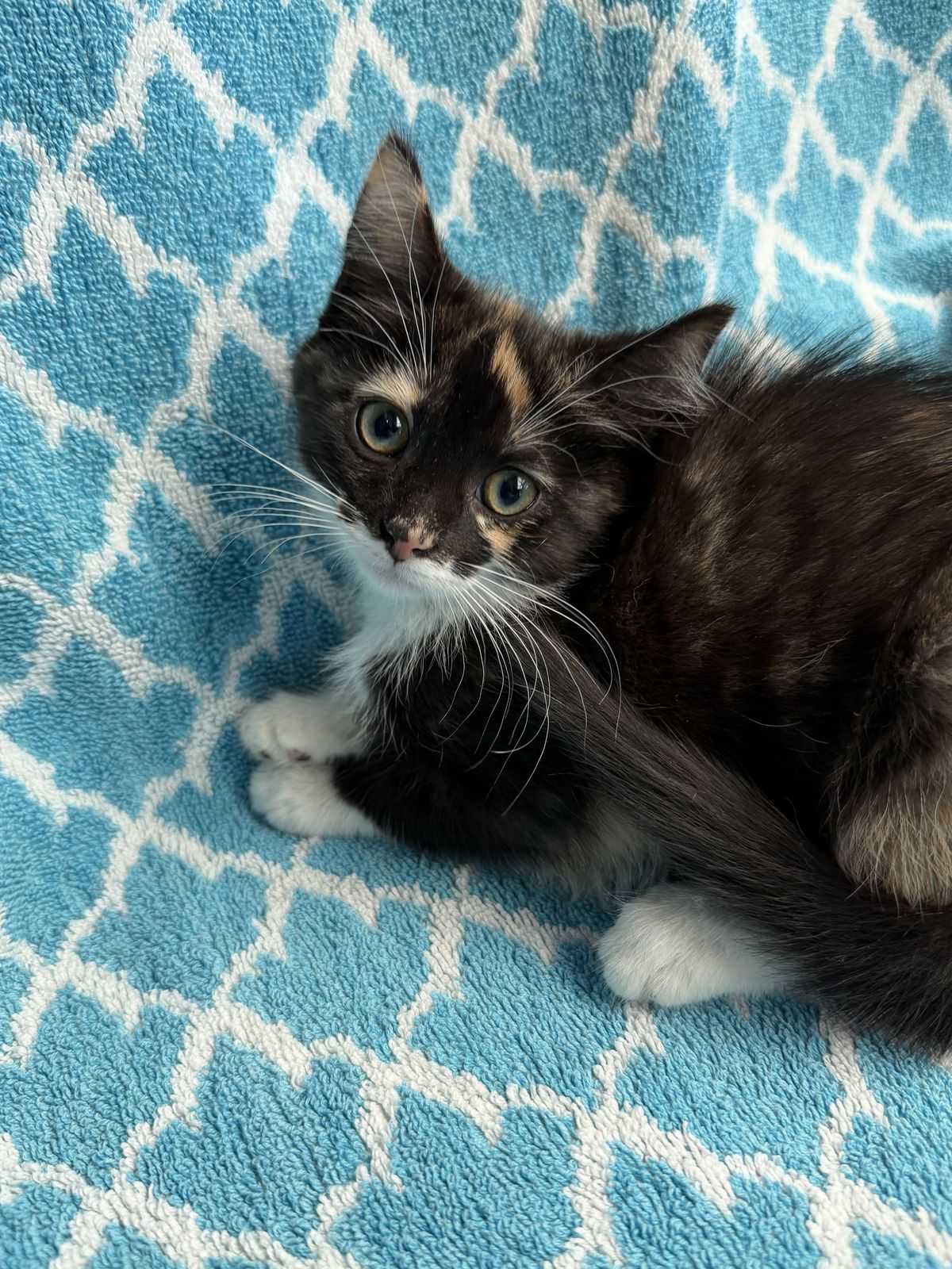 Gallery image: Rachel